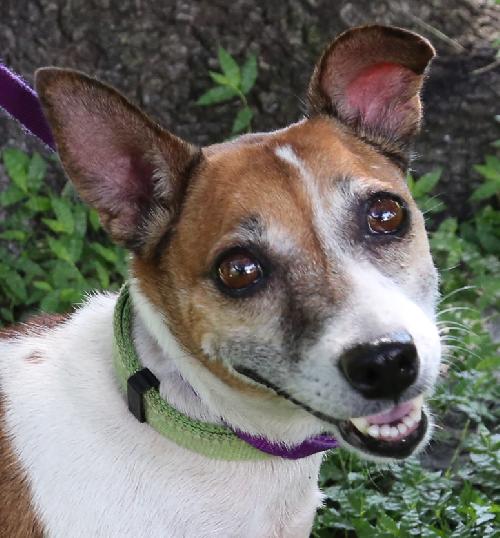 Tinkerbell the Jack Russell Terrier