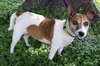 Tinkerbell the Jack Russell Terrier