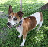 Tinkerbell the Jack Russell Terrier