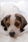 Fisher the Basset Puppy