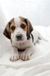 Fisher the Basset Puppy