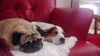 Fisher the Basset Puppy