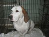 Gator the Basset Daddy