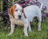 Gator the Basset Daddy