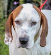Gator the Basset Daddy