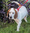 Gator the Basset Daddy