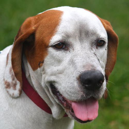 Gator the Basset Daddy