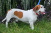Gator the Basset Daddy