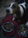 Lulu The Basset Mama