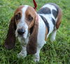 Lulu The Basset Mama