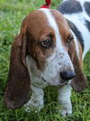 Lulu The Basset Mama