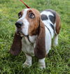 Lulu The Basset Mama