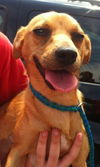 Sandra the Loving Chihuahua