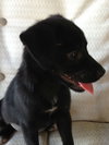 Porthos the Lab Puppy