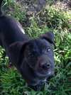 Athos the Lab Puppy