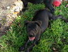 Athos the Lab Puppy