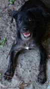 Athos the Lab Puppy