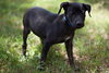 Athos the Lab Puppy