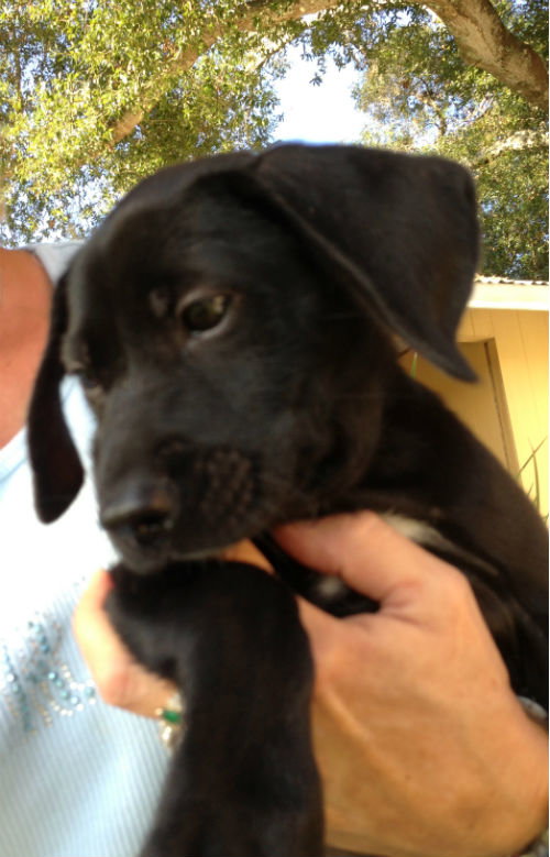 Aramis the Lab Puppy
