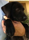 Aramis the Lab Puppy