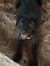 Aramis the Lab Puppy