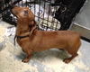 Willie the Red Dachshund