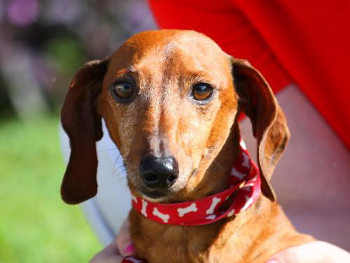 Willie the Red Dachshund