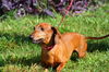 Willie the Red Dachshund