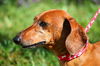 Willie the Red Dachshund