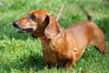 Willie the Red Dachshund
