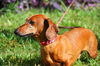 Willie the Red Dachshund