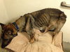 Tara the Malinois Shepherd Blend