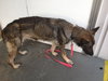 Tara the Malinois Shepherd Blend