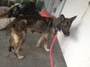 Tara the Malinois Shepherd Blend