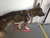 Tara the Malinois Shepherd Blend