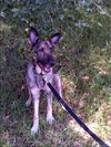 Tara the Malinois Shepherd Blend