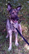 Tara the Malinois Shepherd Blend