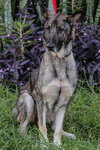 Tara the Malinois Shepherd Blend
