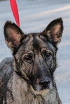 Tara the Malinois Shepherd Blend