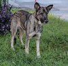 Tara the Malinois Shepherd Blend