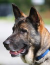 Tara the Malinois Shepherd Blend