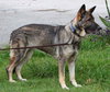 Tara the Malinois Shepherd Blend