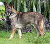 Tara the Malinois Shepherd Blend
