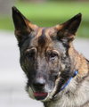 Tara the Malinois Shepherd Blend