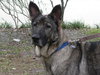 Tara the Malinois Shepherd Blend