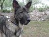 Tara the Malinois Shepherd Blend