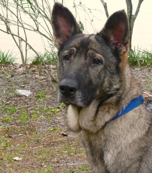 Tara the Malinois Shepherd Blend