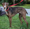 McGrath the Pointer Blend
