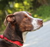 McGrath the Pointer Blend