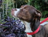 McGrath the Pointer Blend
